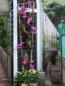 HongKong mei 2008 022.jpg